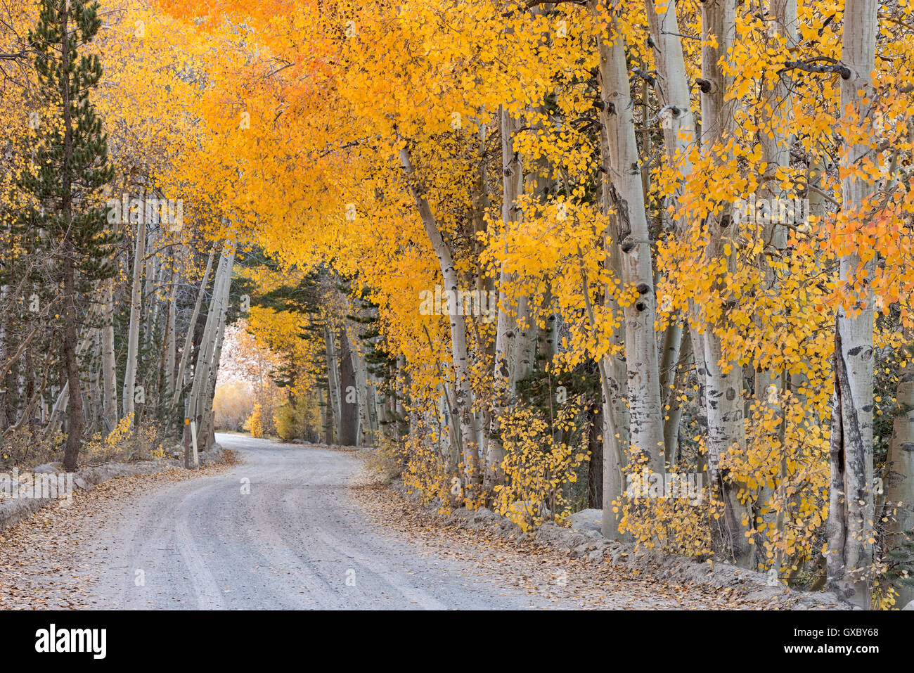 Unbefestigte Straße schlängelt sich durch einen Baum Tunnel, Bischof, Kalifornien, USA. Herbst (Oktober) 2014. Stockfoto