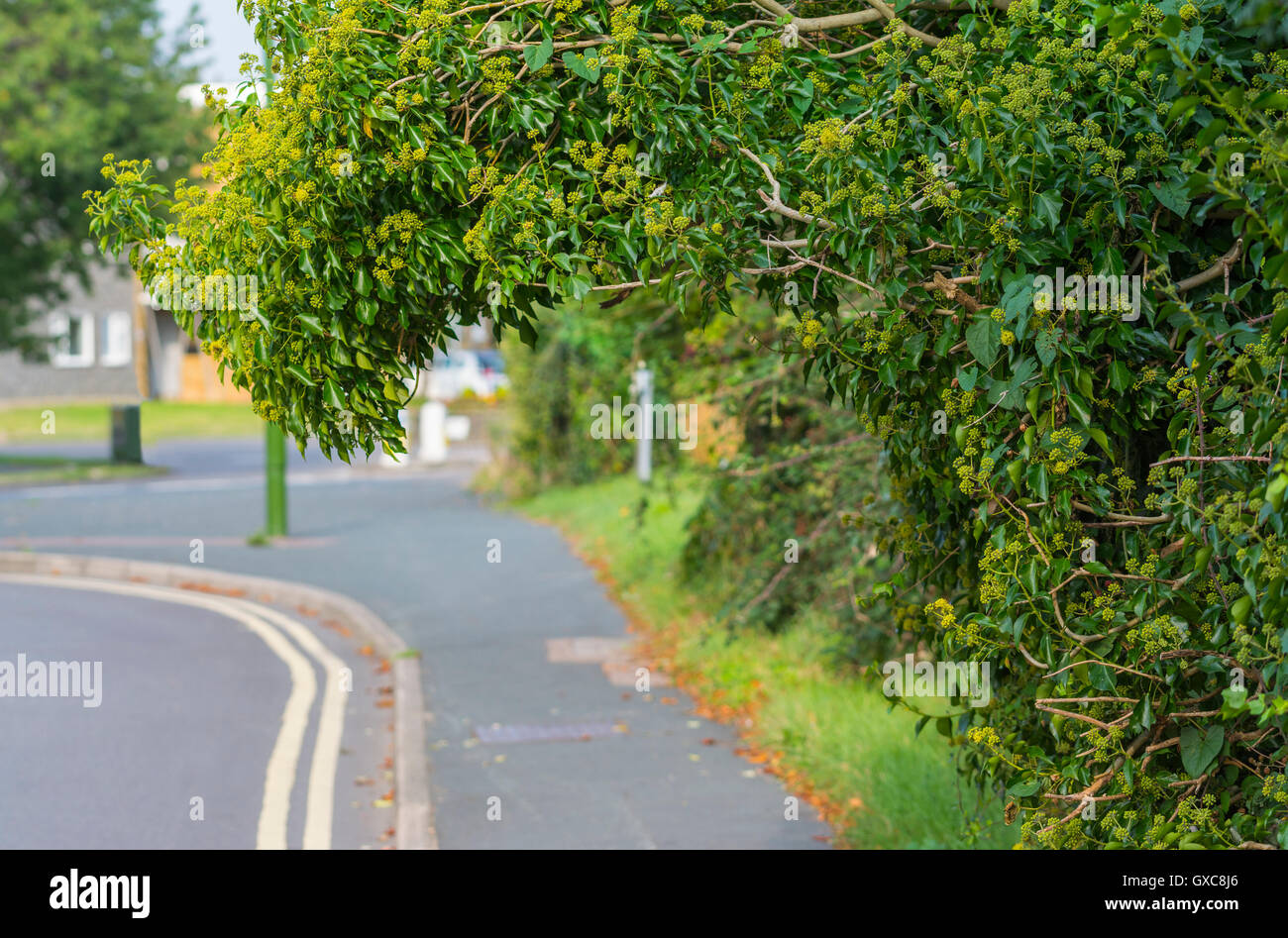 Sträucher über dem Bürgersteig. Stockfoto