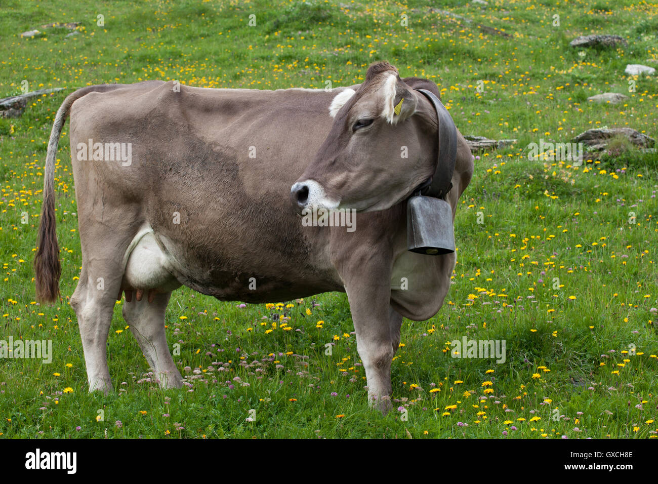 Kuh mit Glocke Stockfoto