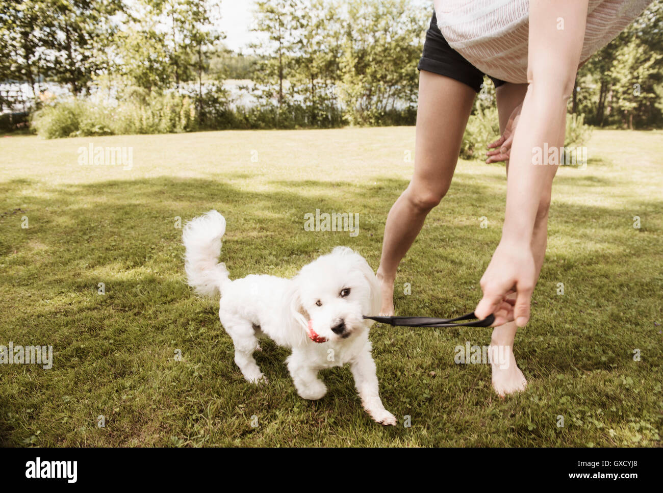 Frau spielt auf der Wiese im Garten mit Coton de Tulear Hund, Orivesi, Finnland Stockfoto