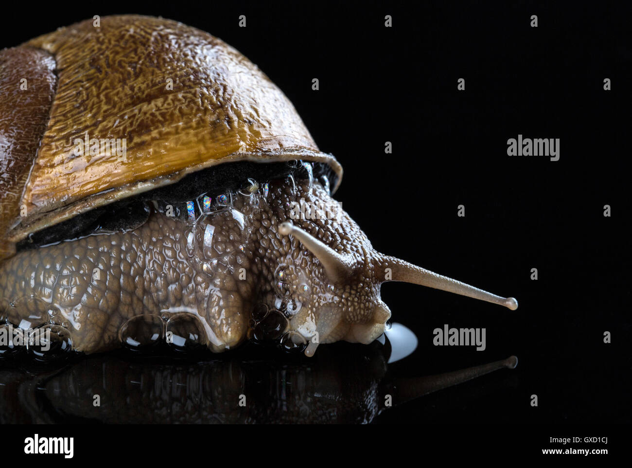 Nahaufnahme der Schnecke auf schwarze nasse Oberfläche Stockfoto