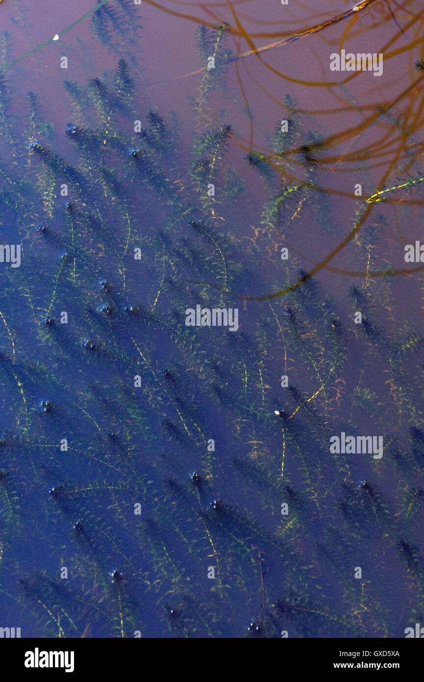 Nahaufnahme von Algen in der Waldsee Stockfoto