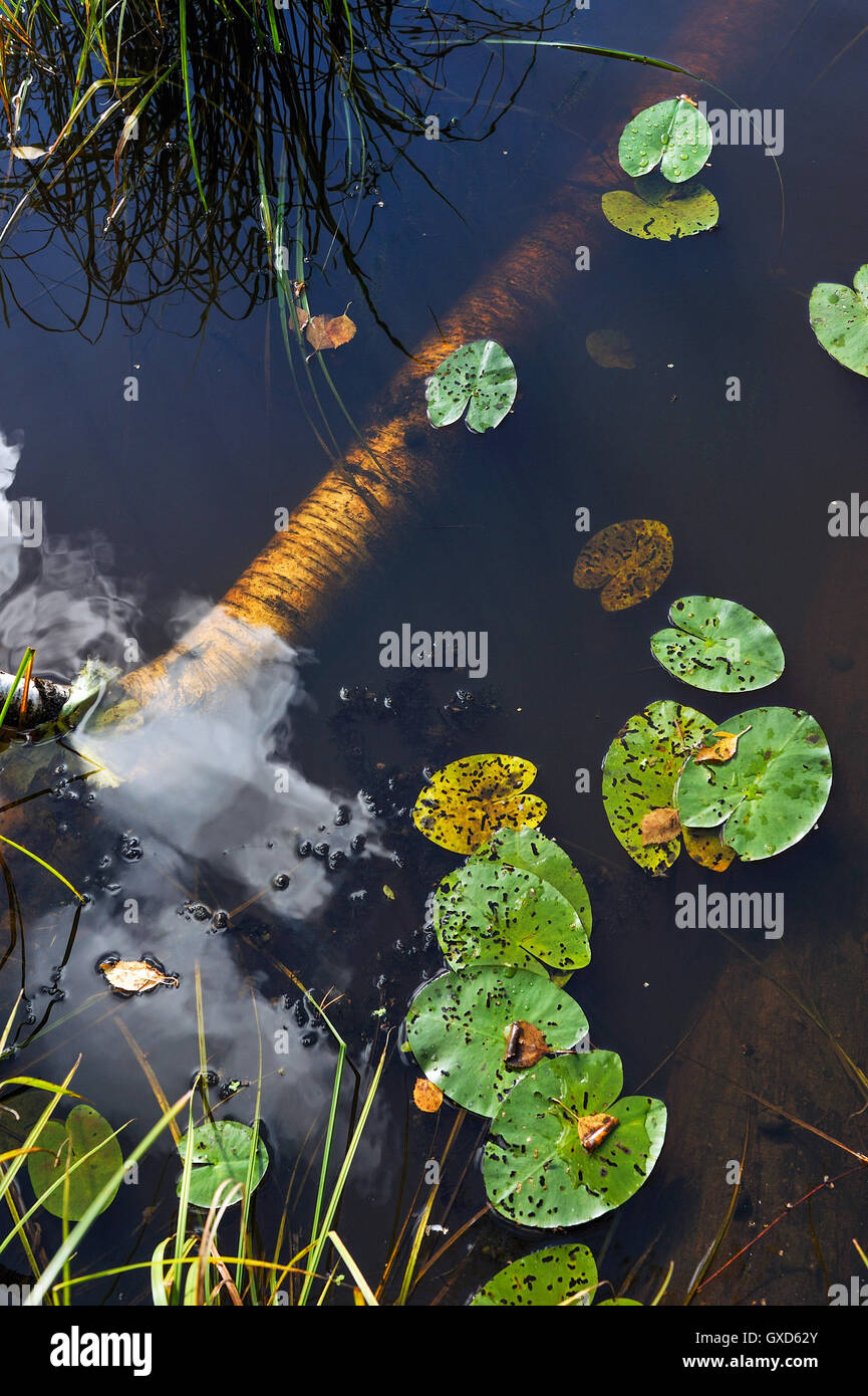 Nahaufnahme von Waldsee mit Seerosen-Blätter, Algen und Reflexion der Wolken am Himmel. Stockfoto
