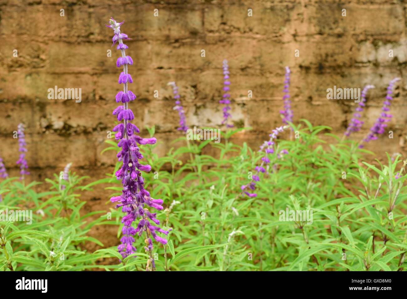 Regentropfen auf Lilie Rasen hoch vor einer Mauer an Bok Tower Gardens National Historic Landmark in See Wale, Florida, Usa. Stockfoto