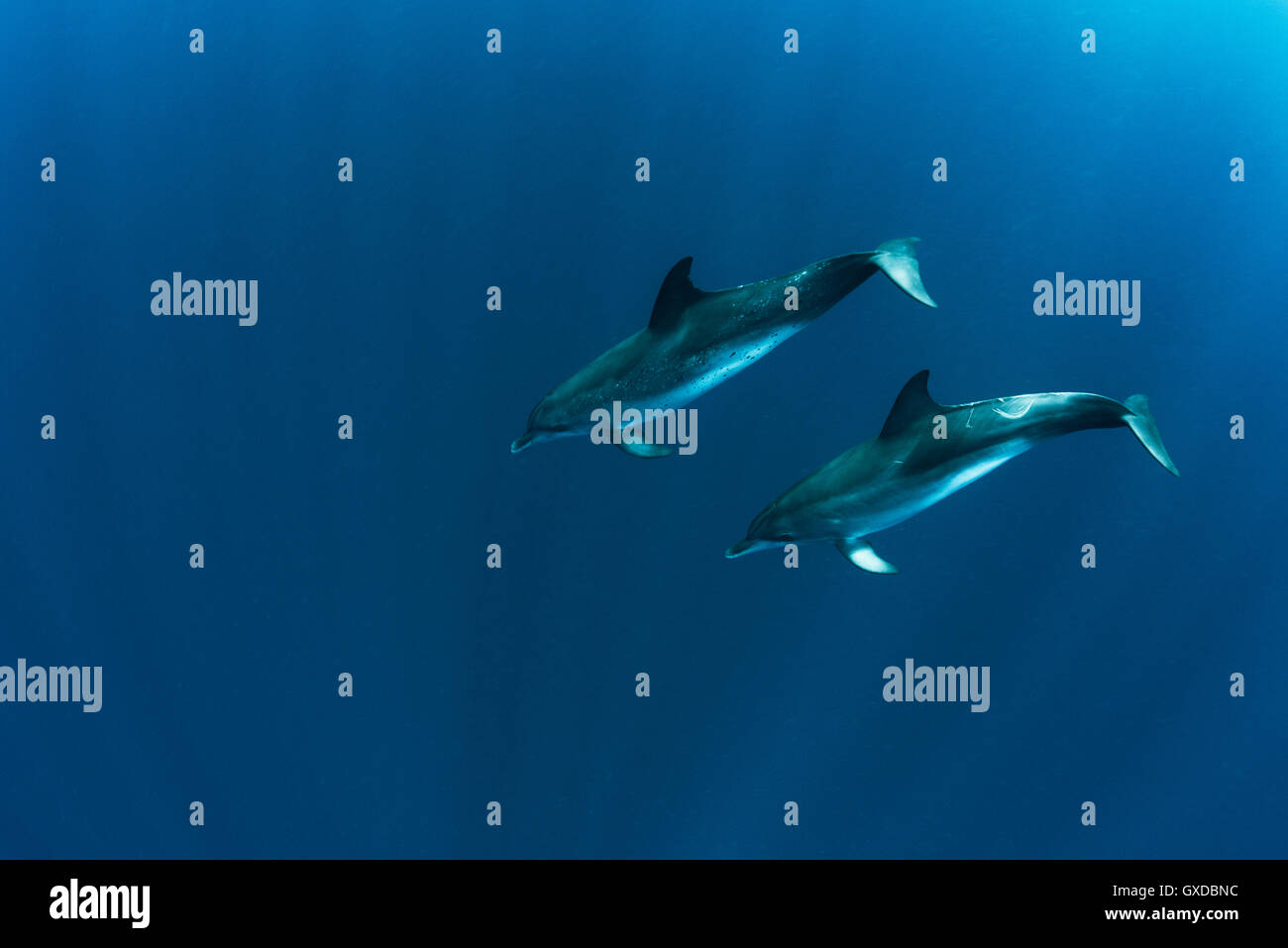 Paar von atlantic gefleckte Delfine (Stenella Frontalis) Schwimmen im Ozean, Isla Mujeres, Mexiko Stockfoto