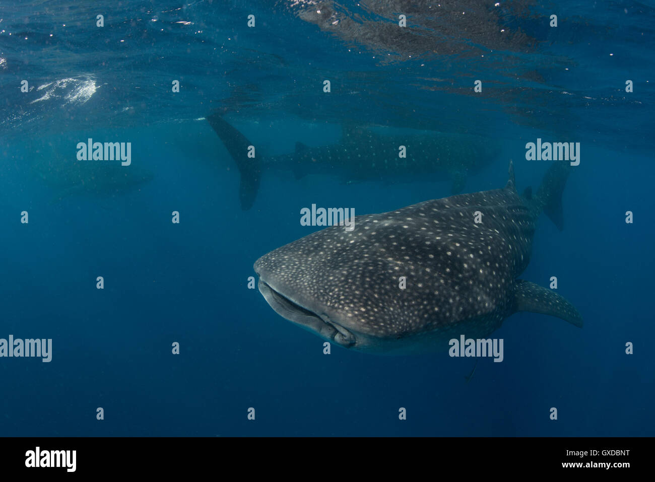 Großen Walhai (Rhincodon Typus) ernähren sich von Fisch, Eiern an Meeresoberfläche, Isla Mujeres, Mexiko Stockfoto