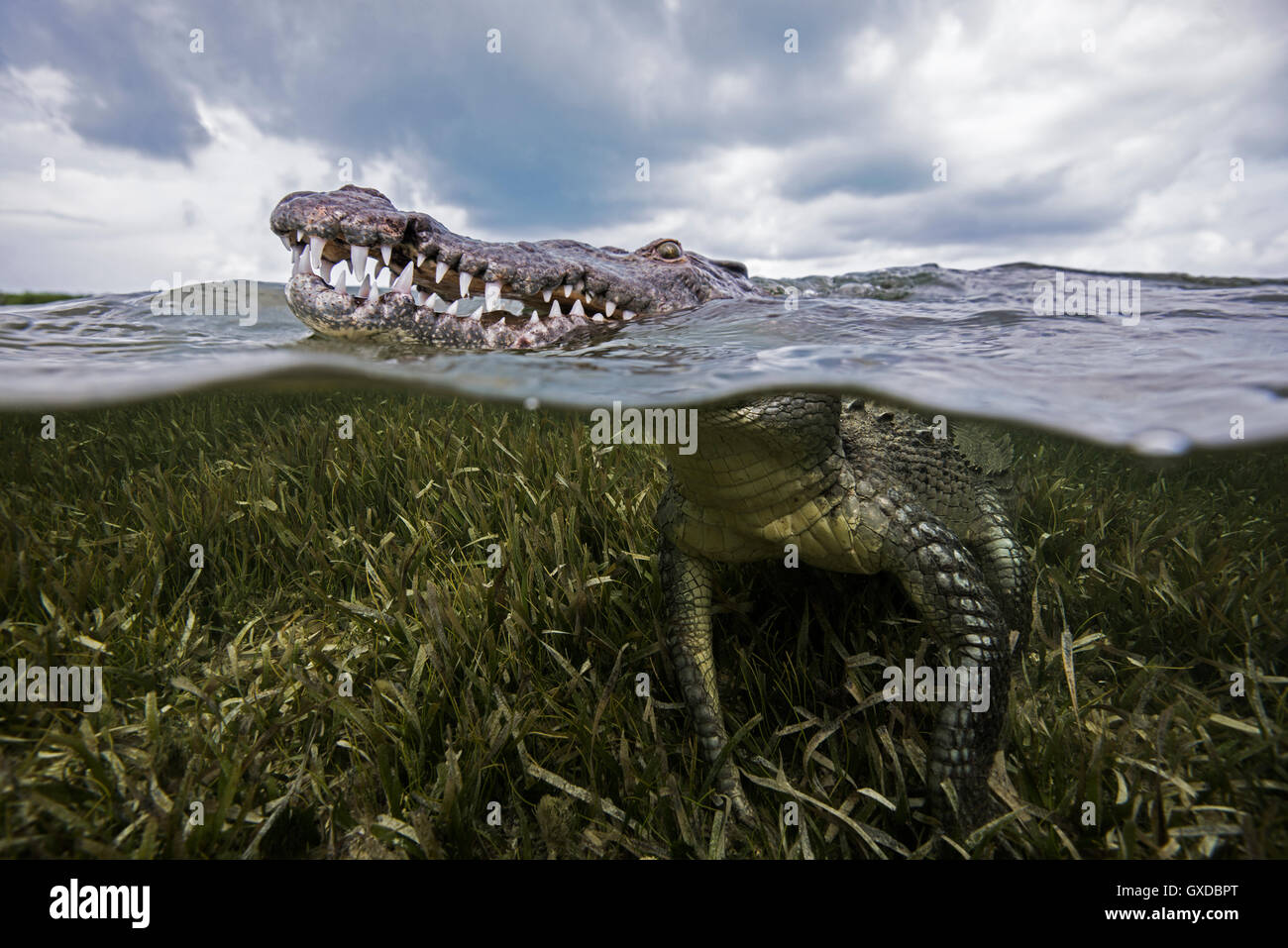 Amerikanisches Krokodil (Crocodylus Acutus) an Meeresoberfläche, Chinchorro Banken, Mexiko Stockfoto