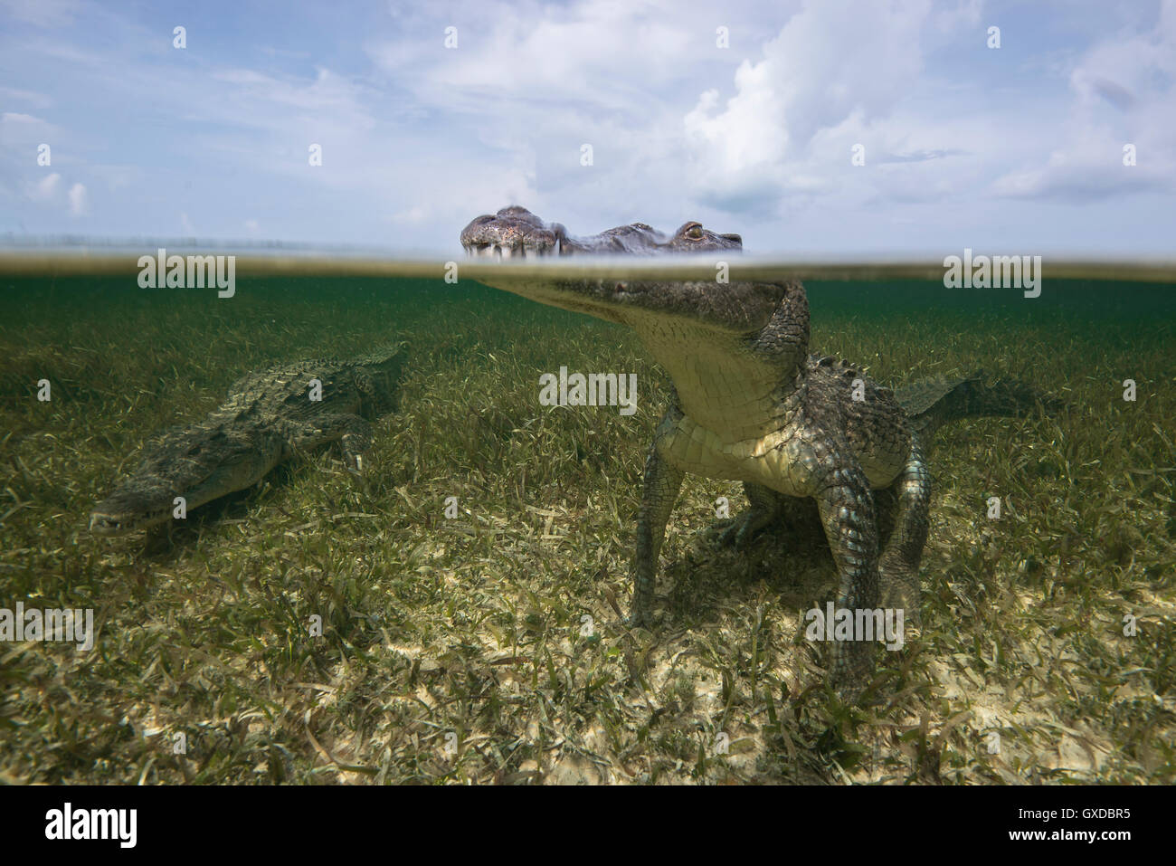 Amerikanisches Krokodil (Crocodylus Acutus) an Meeresoberfläche, Chinchorro Banken, Mexiko Stockfoto