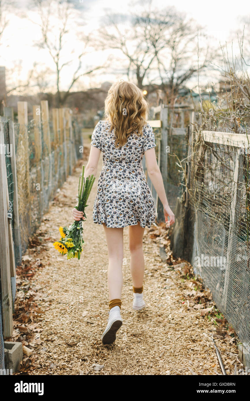 Junge Frau zu Fuß im Freien, halten Sonnenblumen, Rückansicht Stockfoto