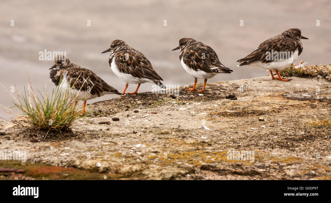 Eine Gruppe von Wildvögeln Steinwälzer (Arenaria Interpres) an der Landzunge thront Hartlepool auf der Mole mit Blick auf das Meer Stockfoto