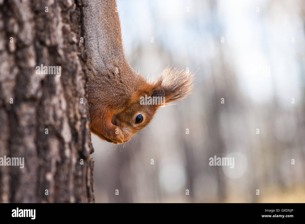 Eichhörnchen auf einem Baum frisst Muttern in kopfüber Position. Leerzeichen um Text einzugeben. Stockfoto