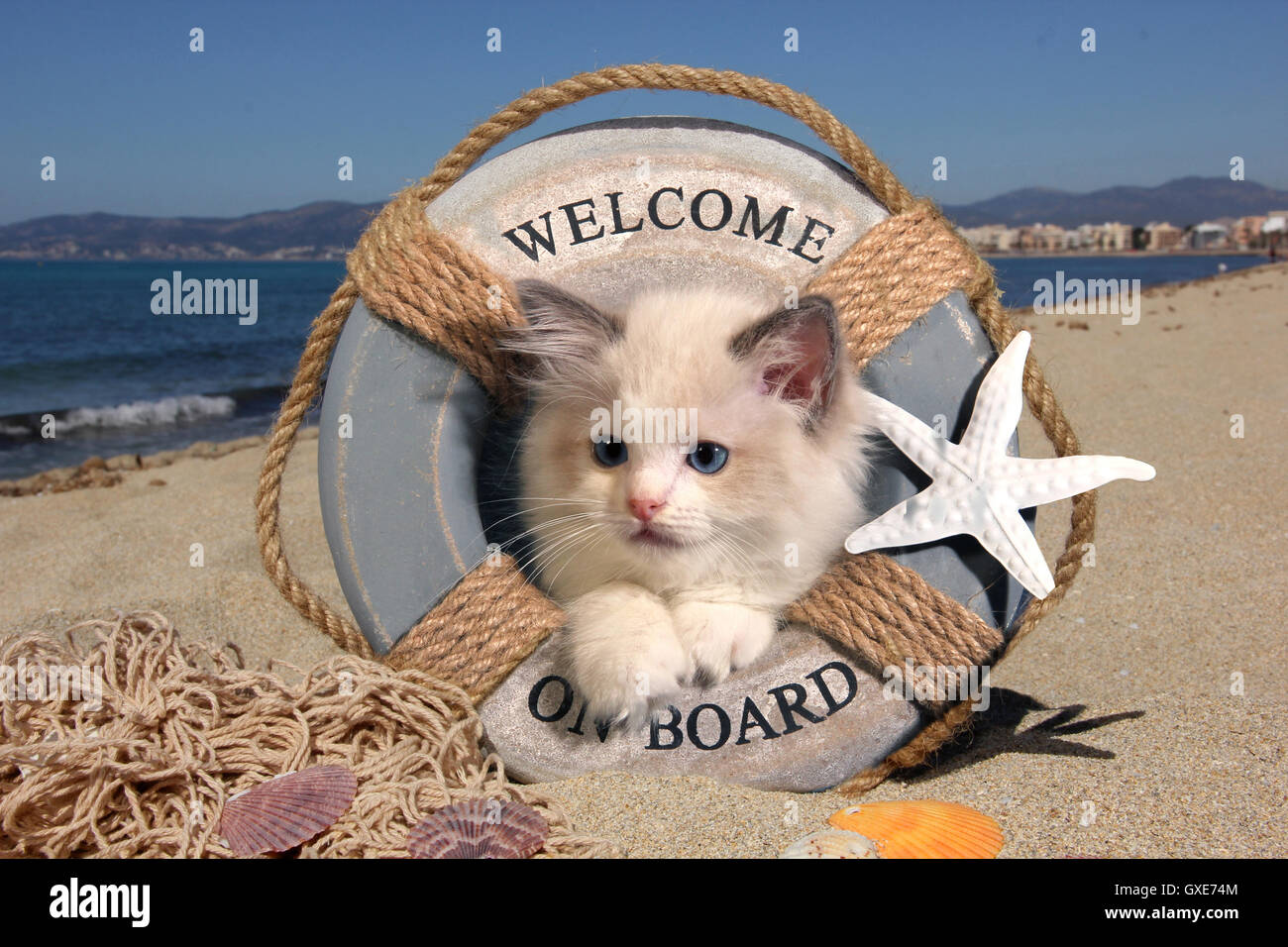 Ragdoll Kätzchen, 8 Wochen alt, am Strand, befindet sich in einem dekorativen Livebuoy liegen Stockfoto