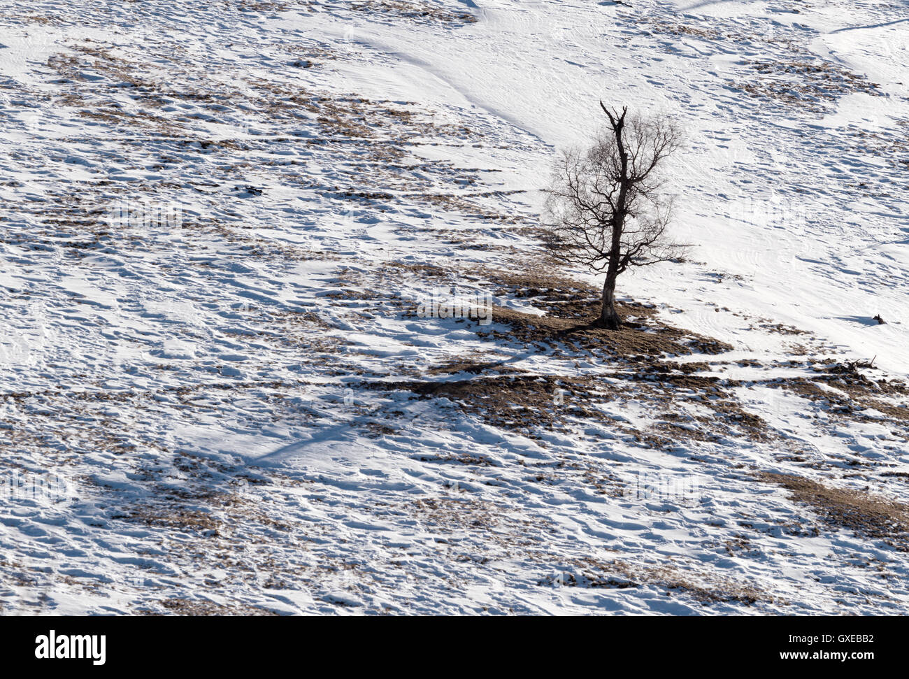 Saisonalität Bild Winter: Berglandschaft mit Baum (dunkle Silhouette) auf einem verschneiten Berg Abstieg (Steigung) Feld Stockfoto