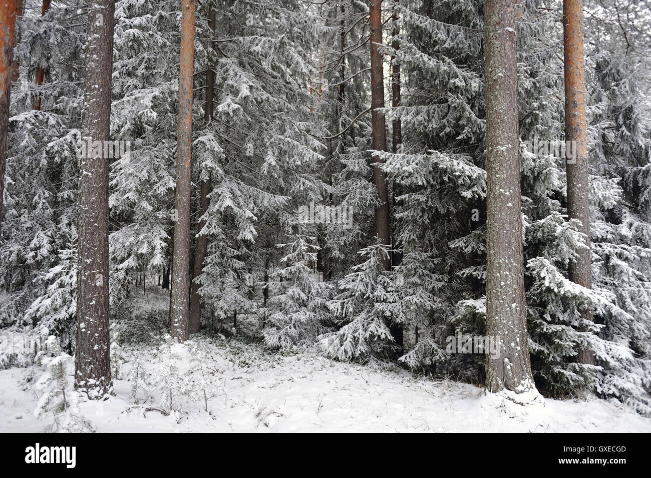 Querformat. Bäume in Taiga-Wald von Hoar Frost bedeckt. Stockfoto