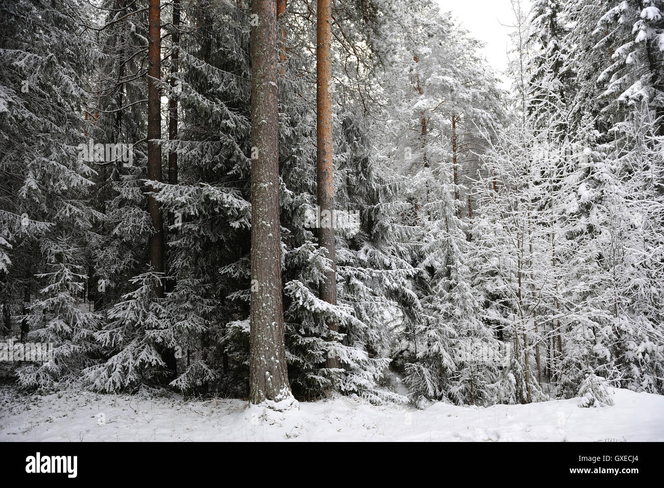 Querformat. Bäume in Taiga-Wald von Hoar Frost bedeckt. Stockfoto