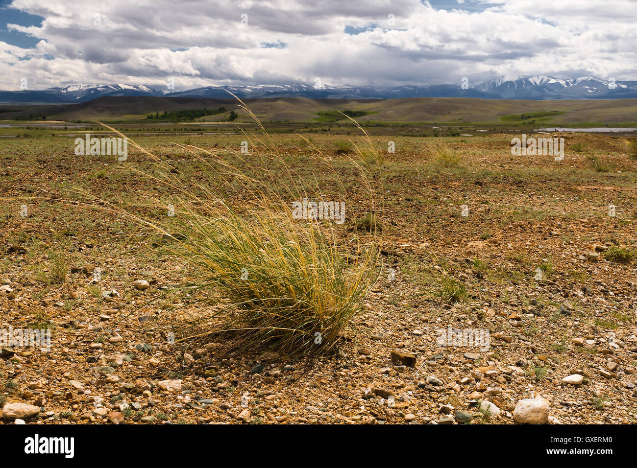 Die Altai-Landschaft (Russland) mit einer Steppe oder halb Wüste, Berge am Horizont und bewölktem Himmel und einen Rasen Stockfoto