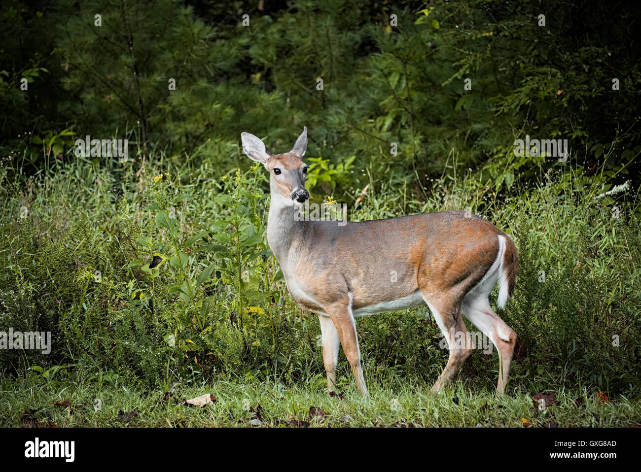 Reh im Stone Mountain State Park. Brüllender Lücke North Carolina wildlife Stockfoto