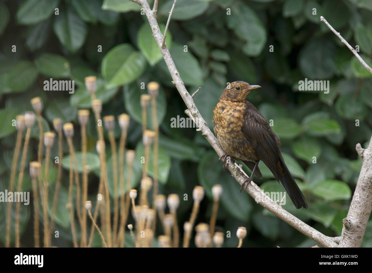 Junge weibliche Amsel thront auf einem Ast, Jersey, Kanalinseln, Stockfoto