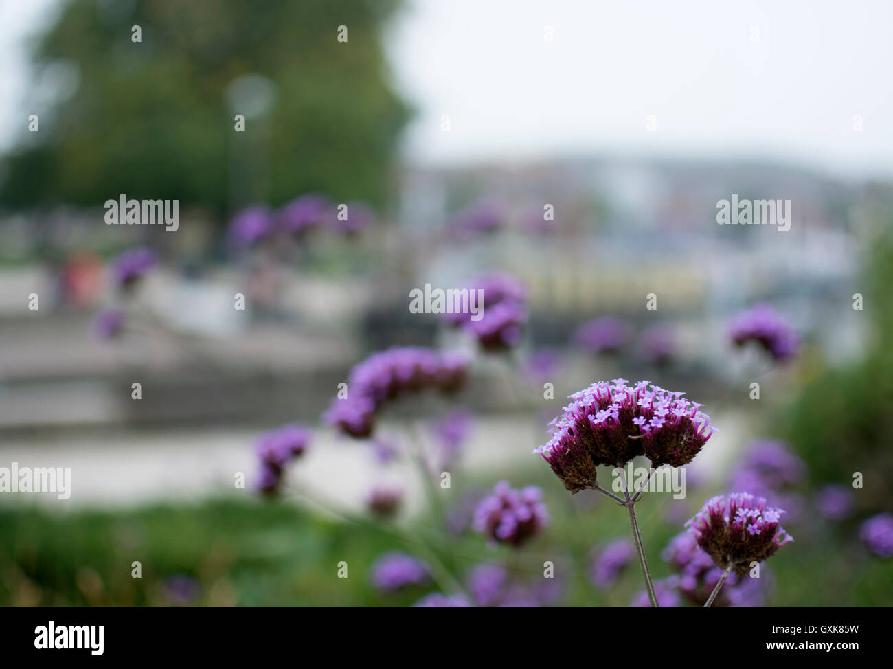 Verbena Bonariensis mit aus Fokus Hintergrund, Bancroft Gardens, London, UK Stockfoto