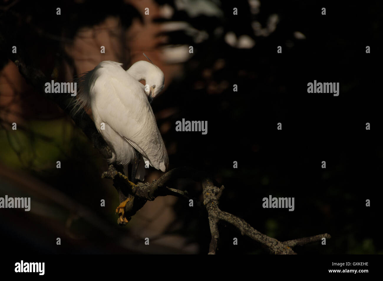 Kleiner Reiher Egretta Garzetta thront in einem Baum putzen, mit Schnabel hinein gefaltet ist Gefieder, Essex, August Stockfoto