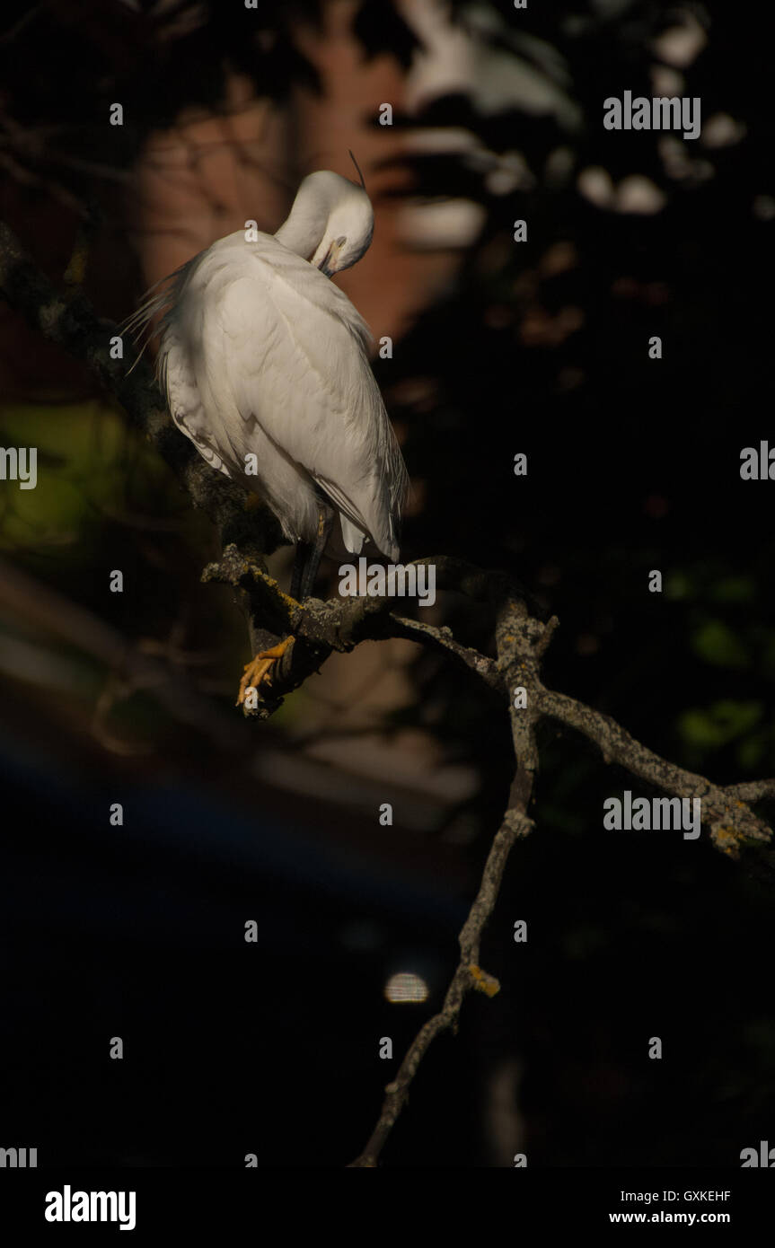 Kleiner Reiher Egretta Garzetta thront in einem Baum putzen, mit Schnabel hinein gefaltet ist Gefieder, Essex, August Stockfoto