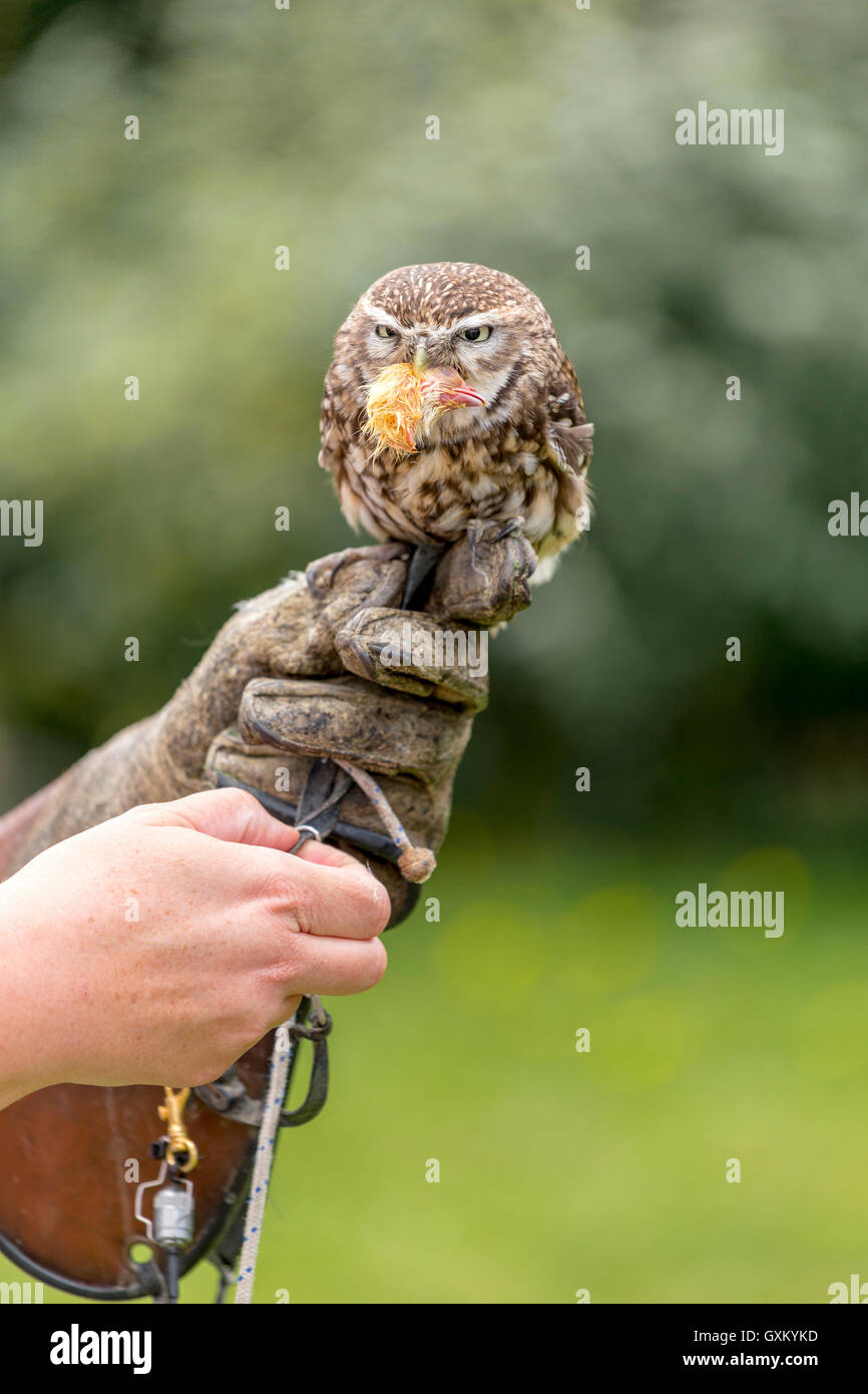 Steinkauz (Athene Noctua) mit Beute im Schnabel auf die behandschuhte Hand ein Falconner sitzen. Unkonzentriert Wald im Hintergrund. Stockfoto