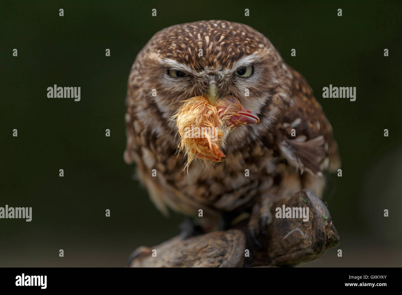 Porträt von einem Steinkauz (Athene Noctua) mit der Beute von einem Küken Kopf im Schnabel. Legen Sie vor einem dunklen Hintergrund. Stockfoto