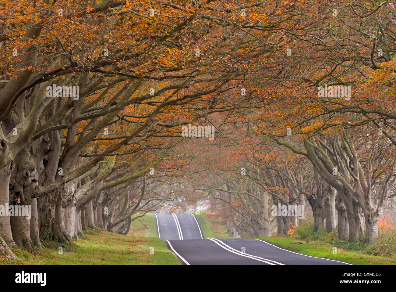 Landstraße, die durch einen Tunnel aus bunten herbstlichen Buchenwälder, Dorset, England. Herbst (November) 2014. Stockfoto
