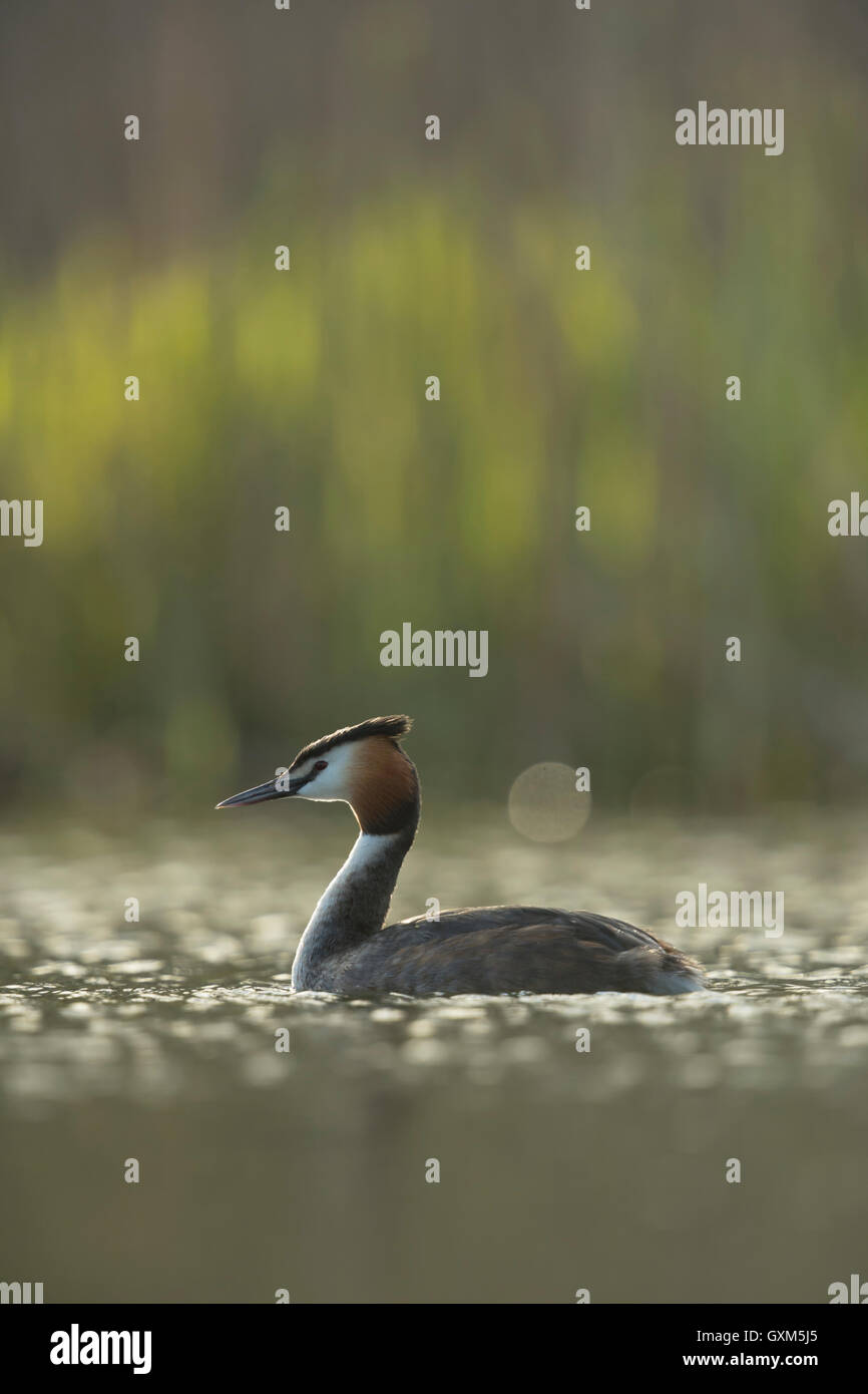 Der Haubentaucher (Podiceps cristatus) schwimmt im schimmernden Licht vor grünem Schilf, natürliche Umgebung, Tierwelt, Europa. Stockfoto