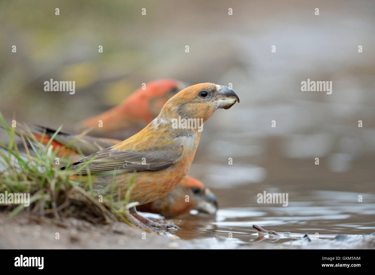 Kreuzschnäbel Papagei / Kiefernkreuzschnaebel (Loxia Pytyopsittacus), schöne rote Männchen, trinken an einer natürlichen Pfütze, Tierwelt. Stockfoto
