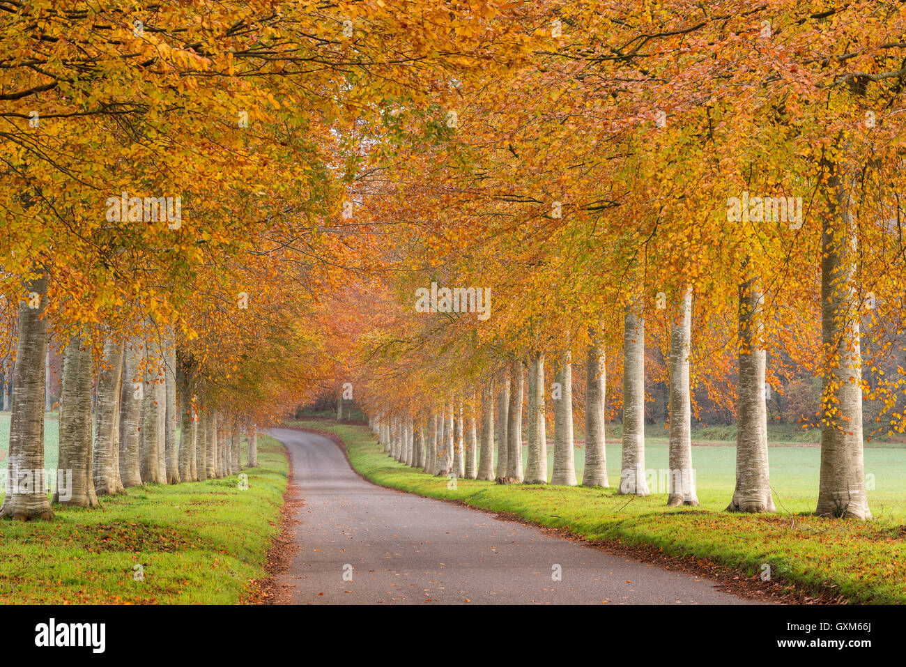 Bunte, von Bäumen gesäumten Allee im Herbst, Dorset, England. Herbst (November) 2014. Stockfoto