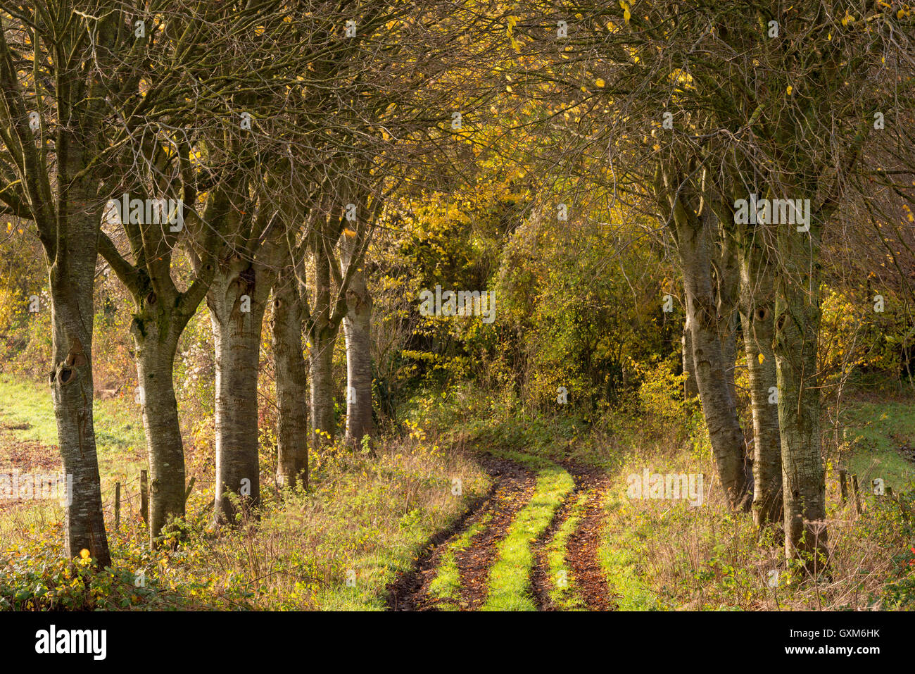 Von Bäumen gesäumten Weg in ländlichen Dorset, England.  Herbst (November) 2014. Stockfoto
