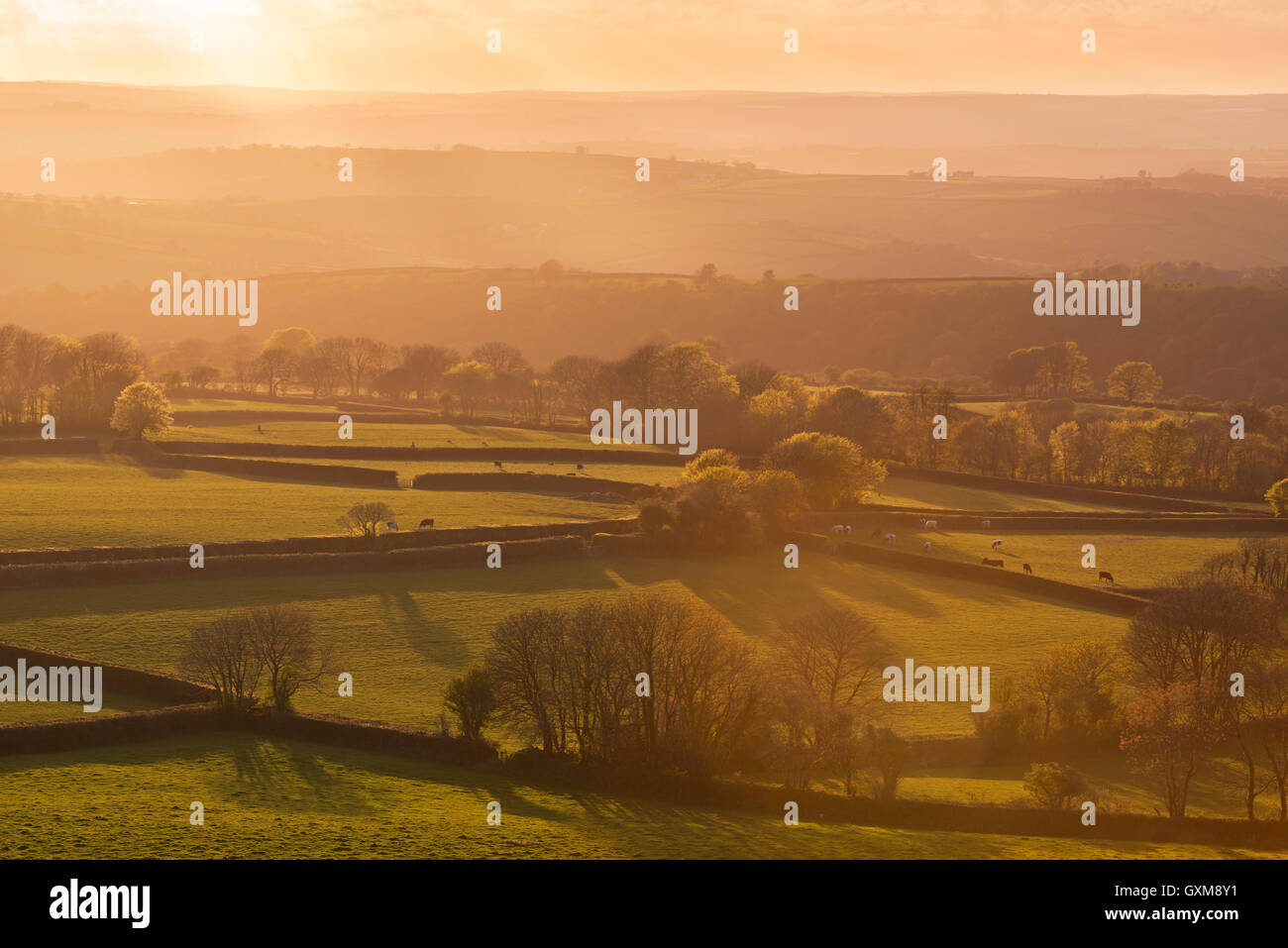 Hügelige Ackerland bei Sonnenuntergang, West Devon, England. Stockfoto