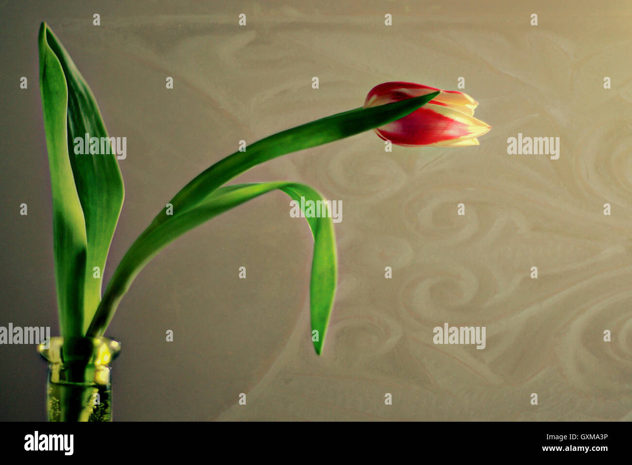 Closeup Seitenansicht eine rote Tulpe Blume vor abstrakten Hintergrund Stockfoto