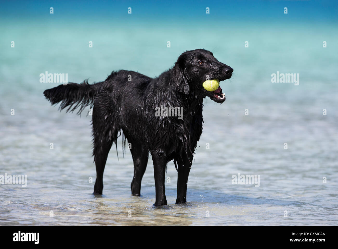 Flat-Coated Retriever, schwarz, stehend im Wasser und Kauen auf Tennis ball, Tirol, Österreich Stockfoto