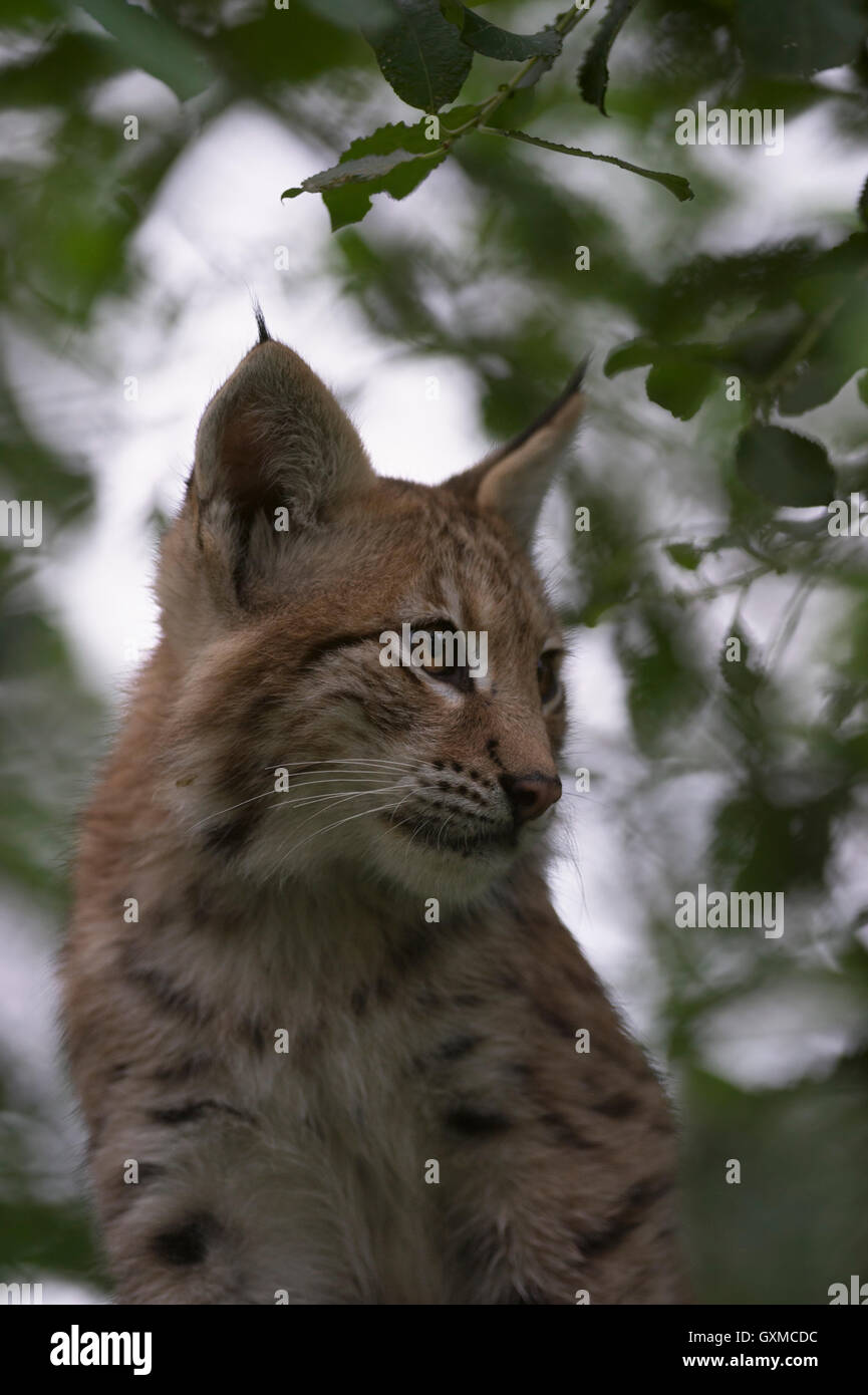 Eurasischer Luchs / Luchs (Lynx Lynx), süße junge Kätzchen, versteckt zwischen Blätter von einem Busch, schönes Portrait, schöne Augen. Stockfoto