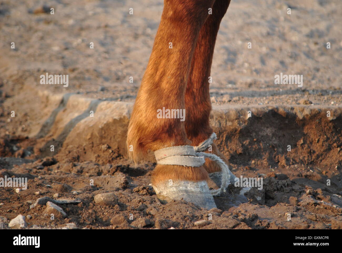 Beine eines Pferdes zusammengebunden Stockfoto