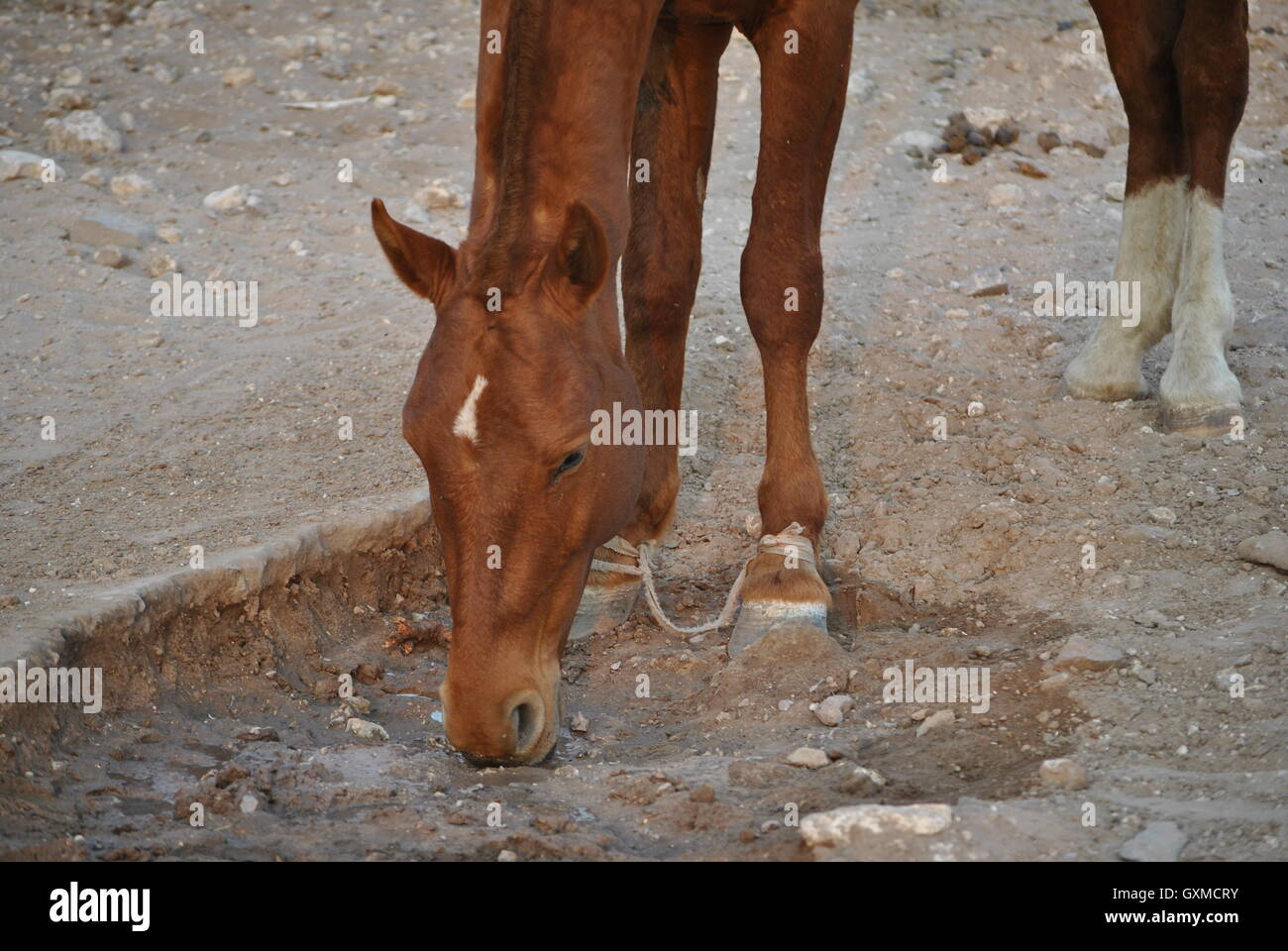 Pferd-Trinkwasser aus einem beschädigten Rohr undicht Stockfoto