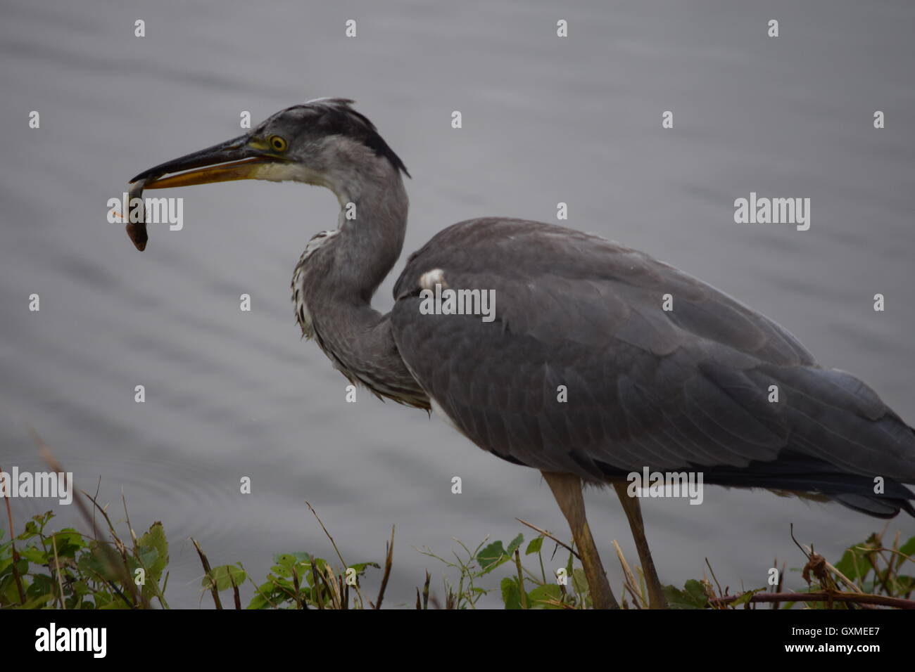 Reiher hat gerade einen Fisch gefangen. Stockfoto