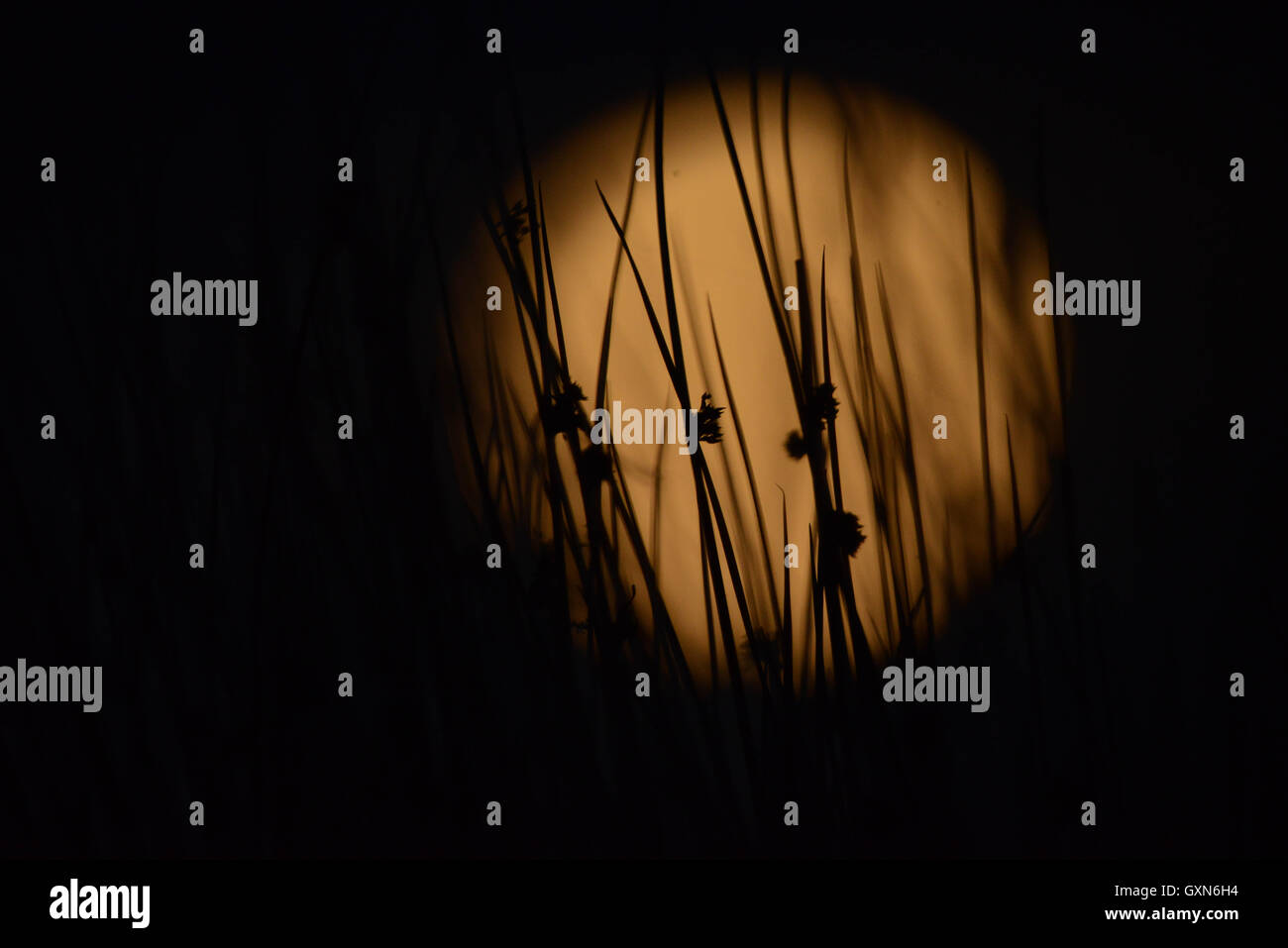 Brecon, Wales, UK. 16. September 2016. Das Vereinigte Königreich erlebt ein Harvest Moon heute (Freitag, 16. September), ein Ereignis, das nicht erst 2024 wieder geschehen wird, und aus Europa, Afrika, Australien und Asien für etwa vier Stunden sichtbar war. Ein Harvest Moon macht die Herbst-Tagundnachtgleiche und tritt auf, wenn der Vollmond scheint zu steigen, wenn die Sonne untergeht. Hier schneidet die Harvest Moon Lights-Up in Brecon Becons, Wales Credit: Robert Melen/Alamy Live News Stockfoto