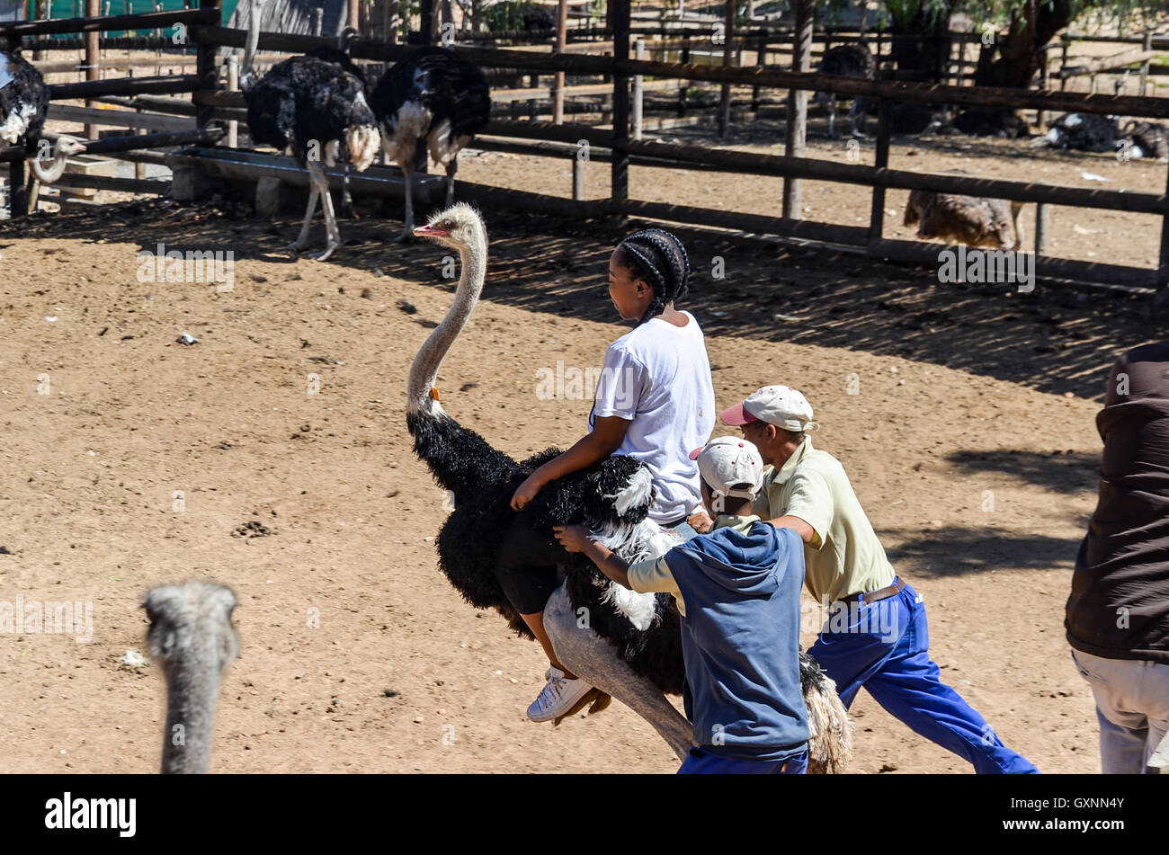 South African Mädchen reiten ein Strauß in einer Straussenfarm in Oudtshoorn, Südafrika Stockfoto