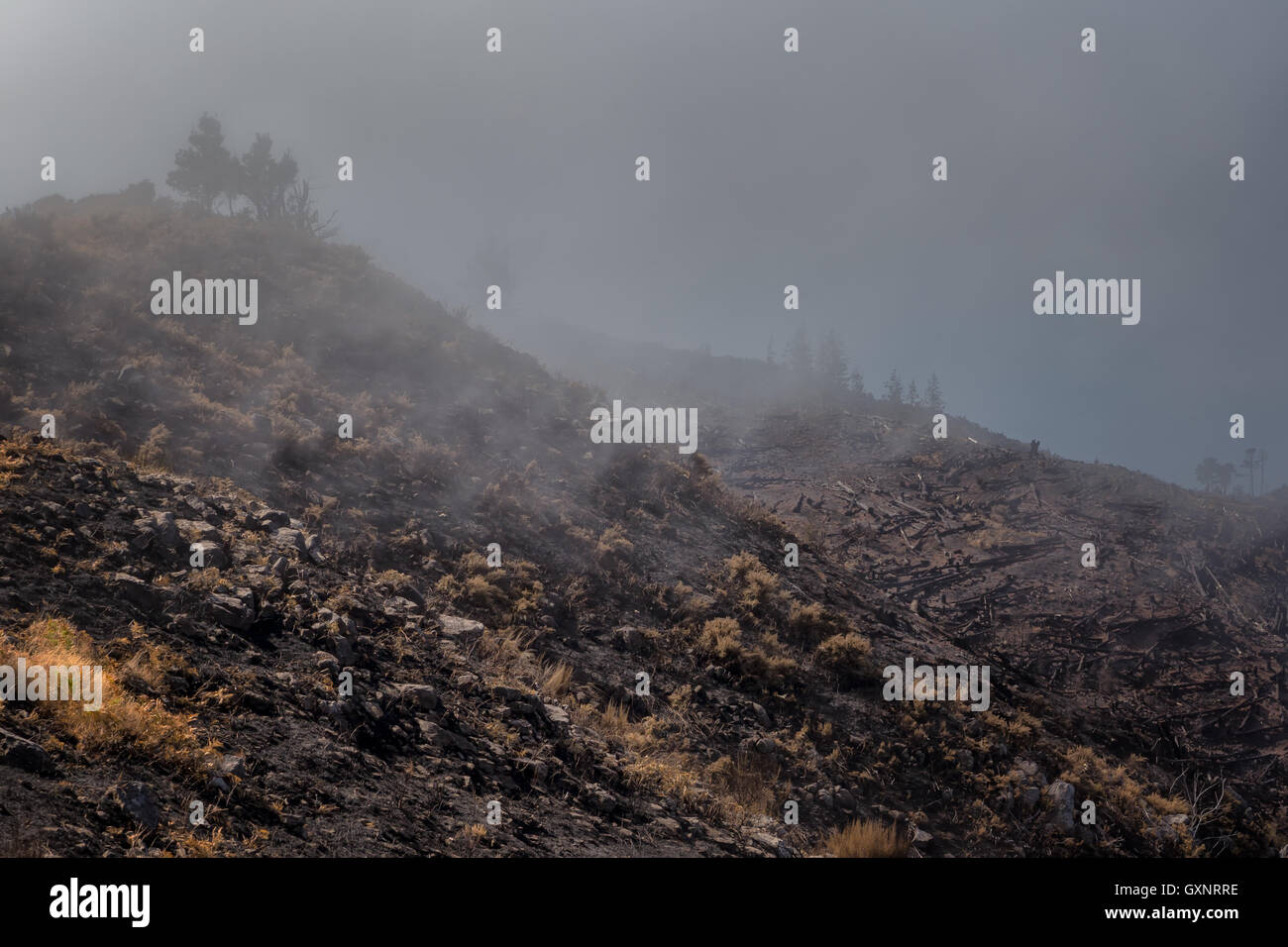 Wälder der Welt-Erbe von Madeira furchtbar 2016 durch Brände zerstört. Einige Bäume haben enormen Willen leben und überlebt Stockfoto