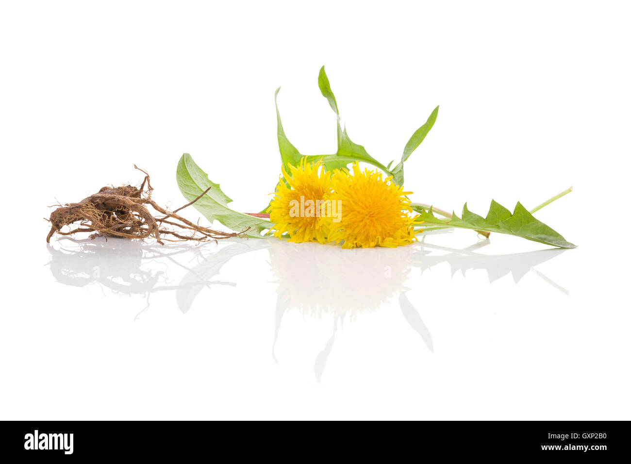 Löwenzahn Hintergrund, pflanzliche Heilmittel. Löwenzahn Blüte, Blätter und Wurzel isoliert auf weißem Hintergrund. Stockfoto