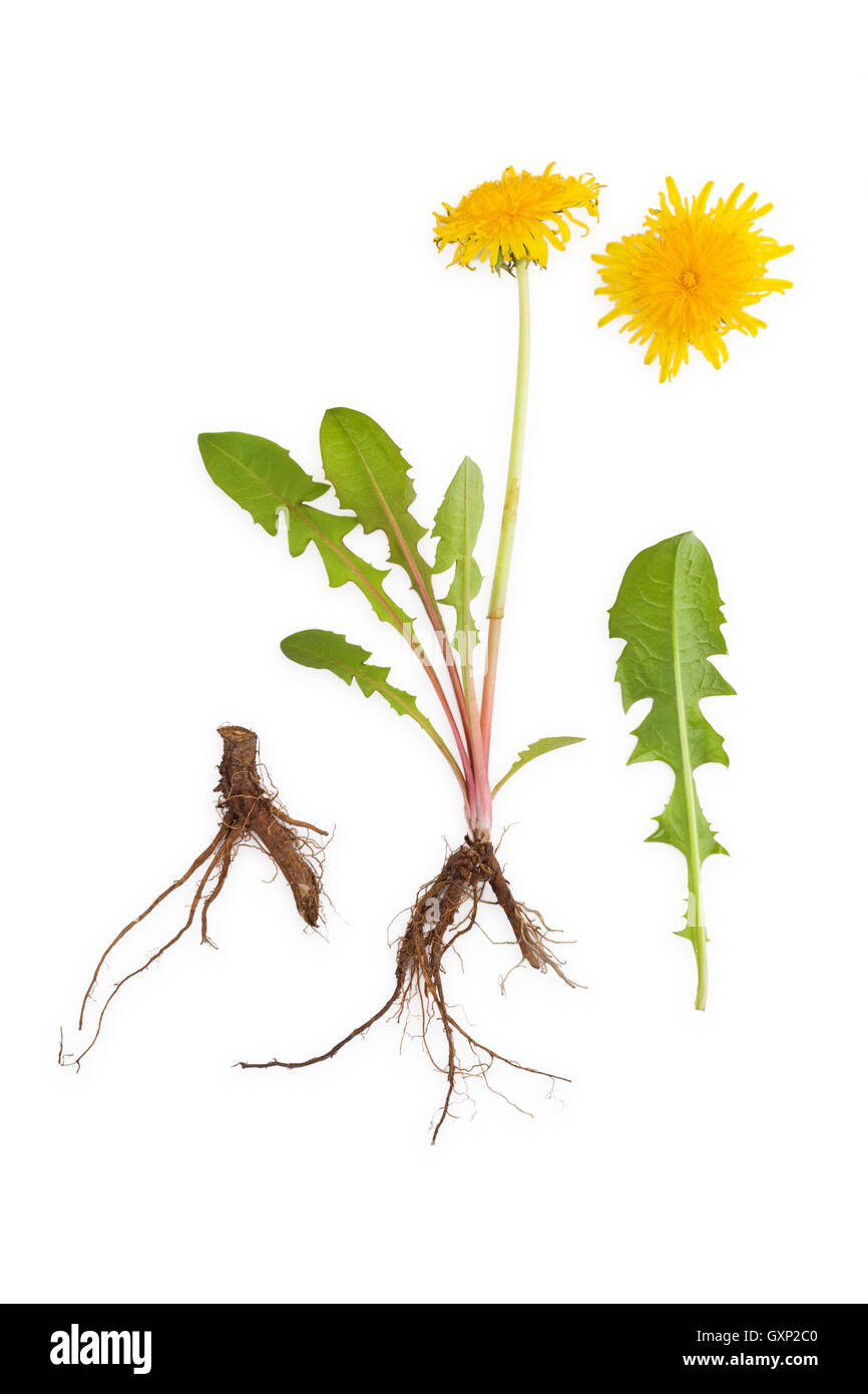 Löwenzahn Hintergrund, pflanzliche Heilmittel. Löwenzahn Blüte, Blätter und Wurzel isoliert auf weißem Hintergrund. Stockfoto