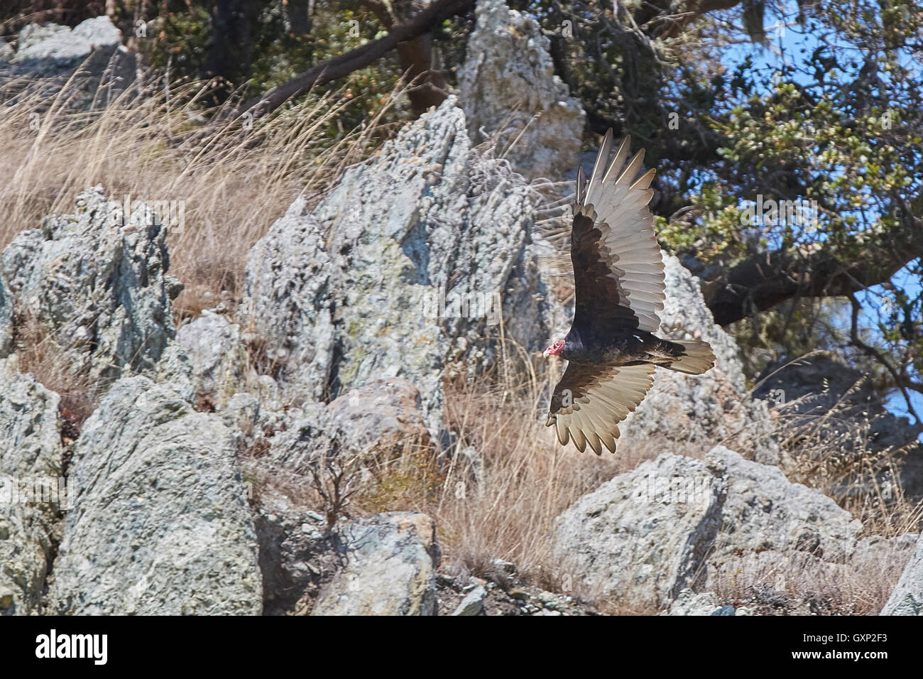 Eine Kalifornien-Kondor, (Gymnogyps Californianus), Segelflug über Angel Island, San Francisco. Stockfoto
