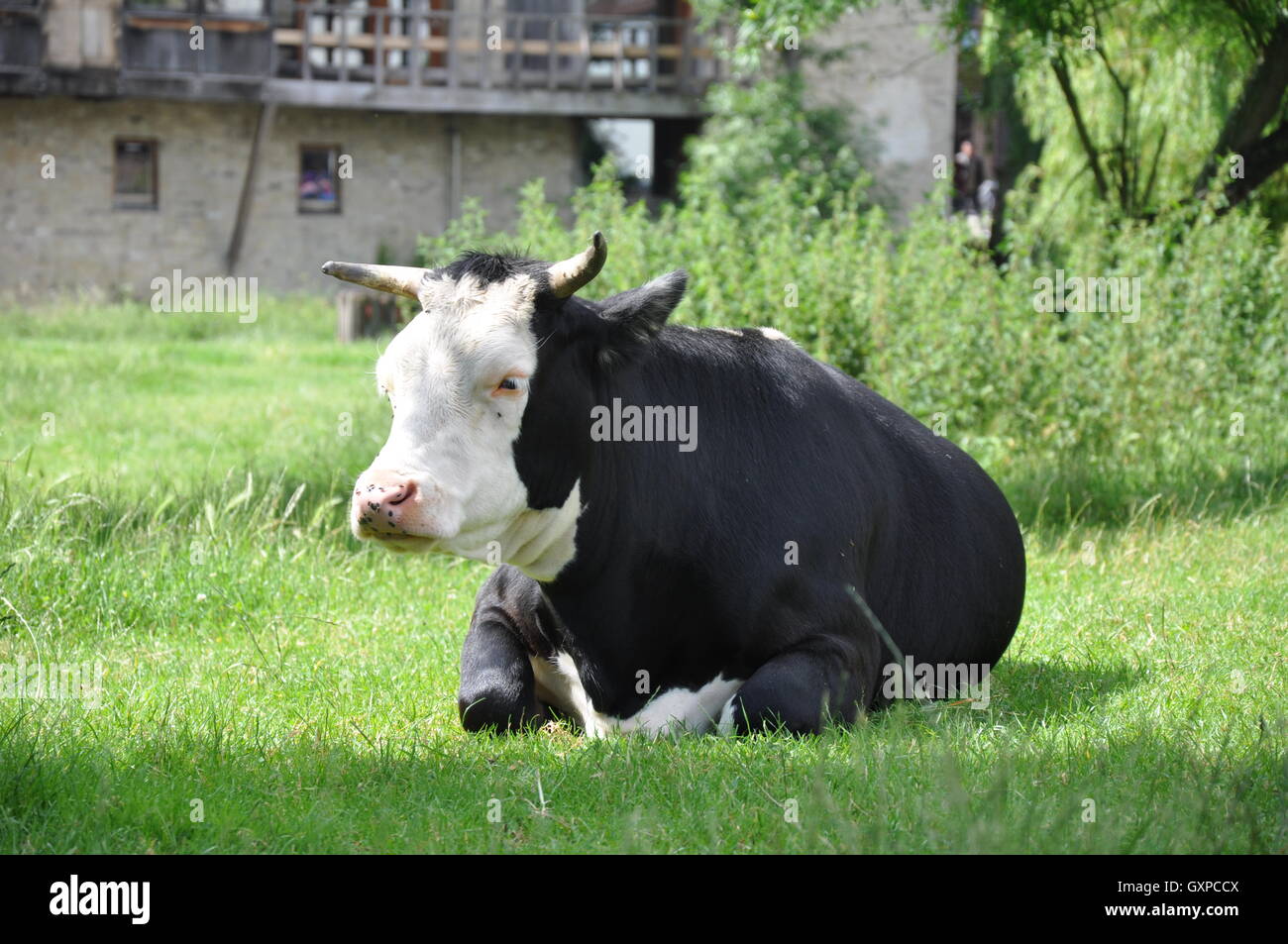 Kuh liegend, Cambridge Stockfoto