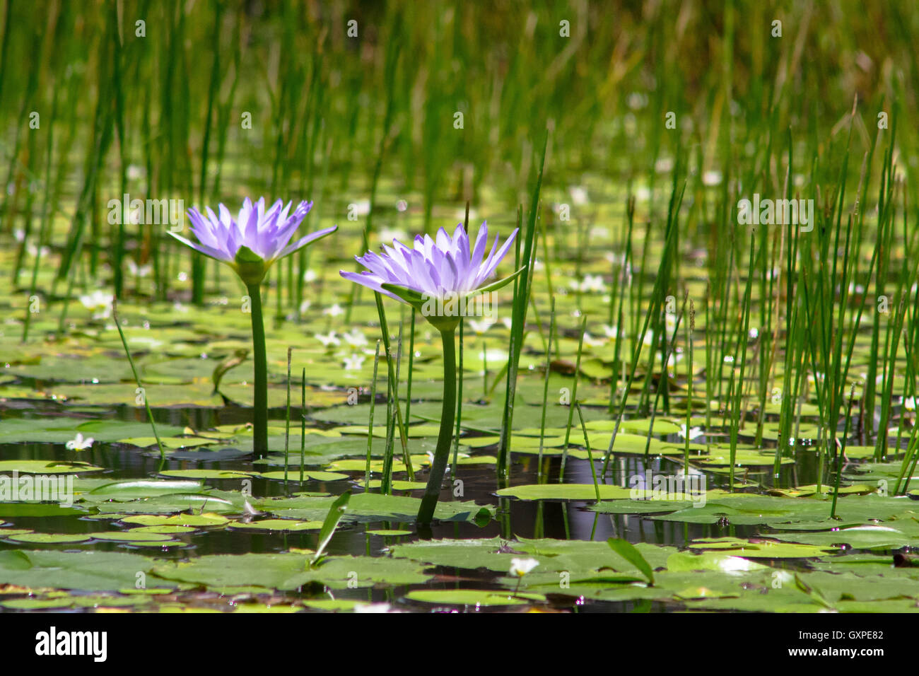 Schilf lilien Fotos und Bildmaterial in hoher Auflösung Alamy