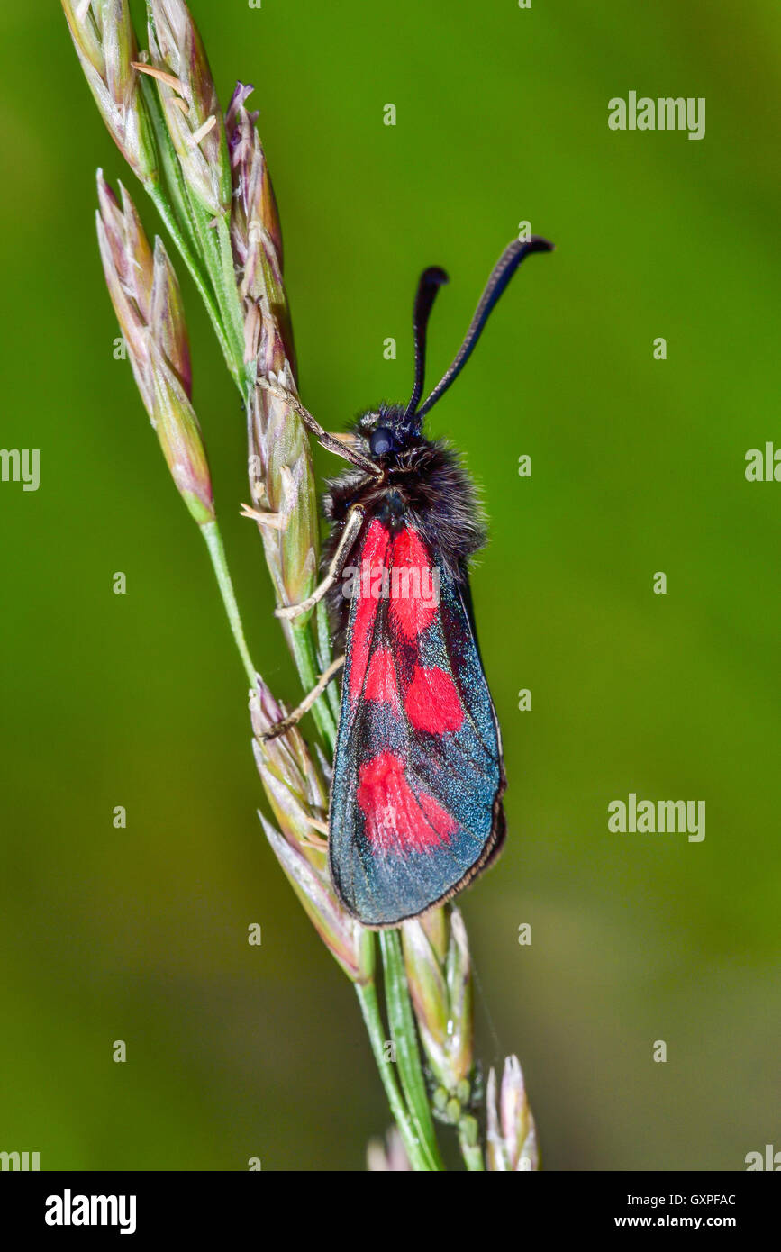 Schlanke Scotch Burnet Stockfoto