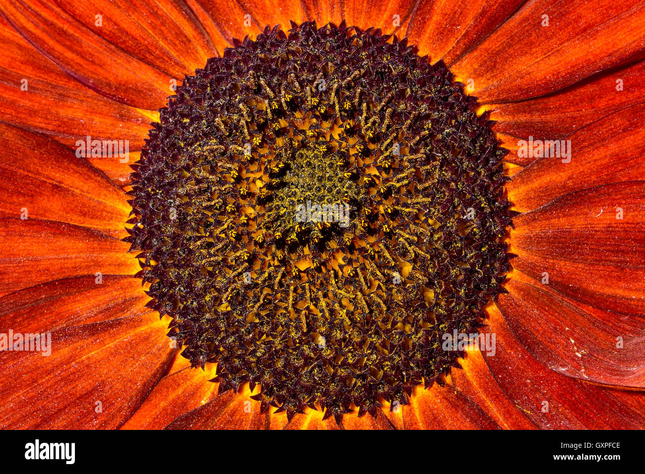 Gewöhnliche Sonnenblume Stockfoto