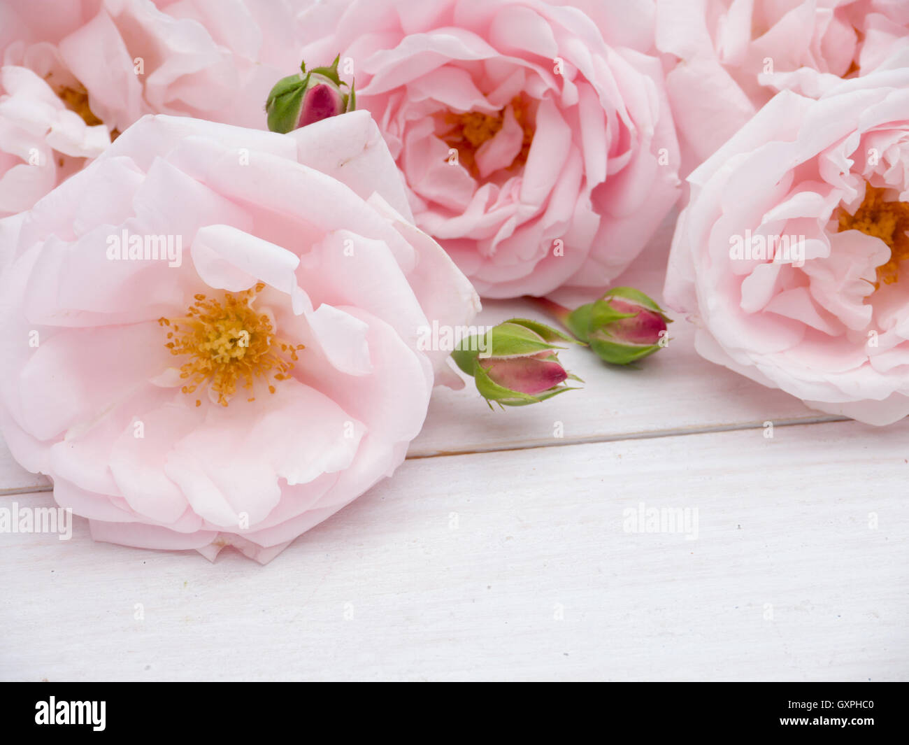 Blass rosa Rosen auf dem rustikalen weißen Holzbohlen Hintergrund Stockfoto